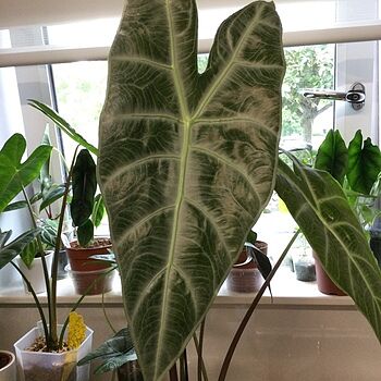 Alocasia longiloba 'Silver' | Plants | GrowTropicals.com Alocasia longiloba 'Silver' | Plants | GrowTropicals.com