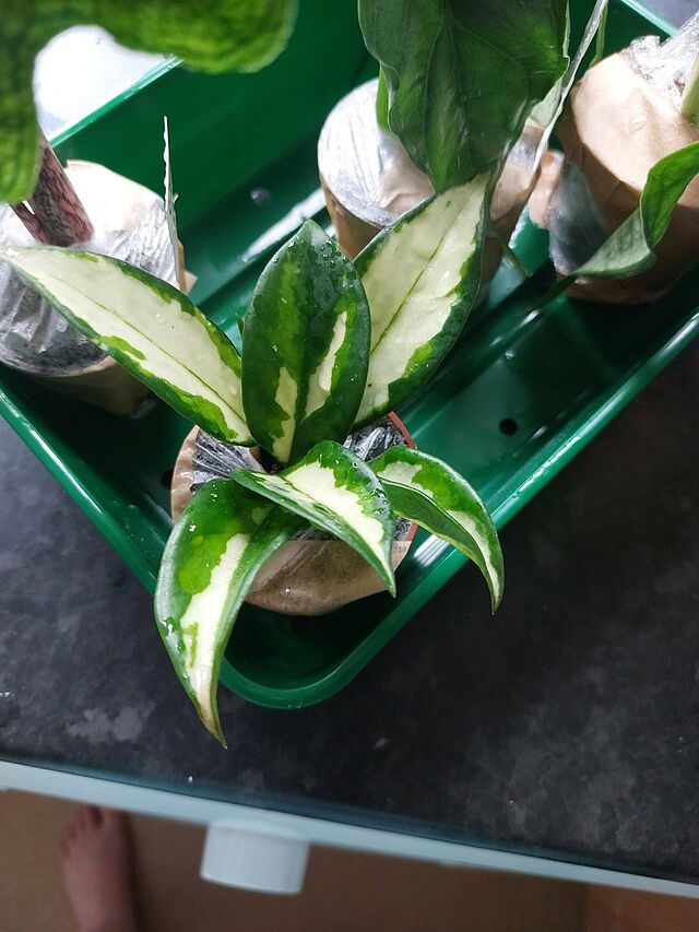 Hoya Carnosa Tricolor Good quality plant. Fast delivery