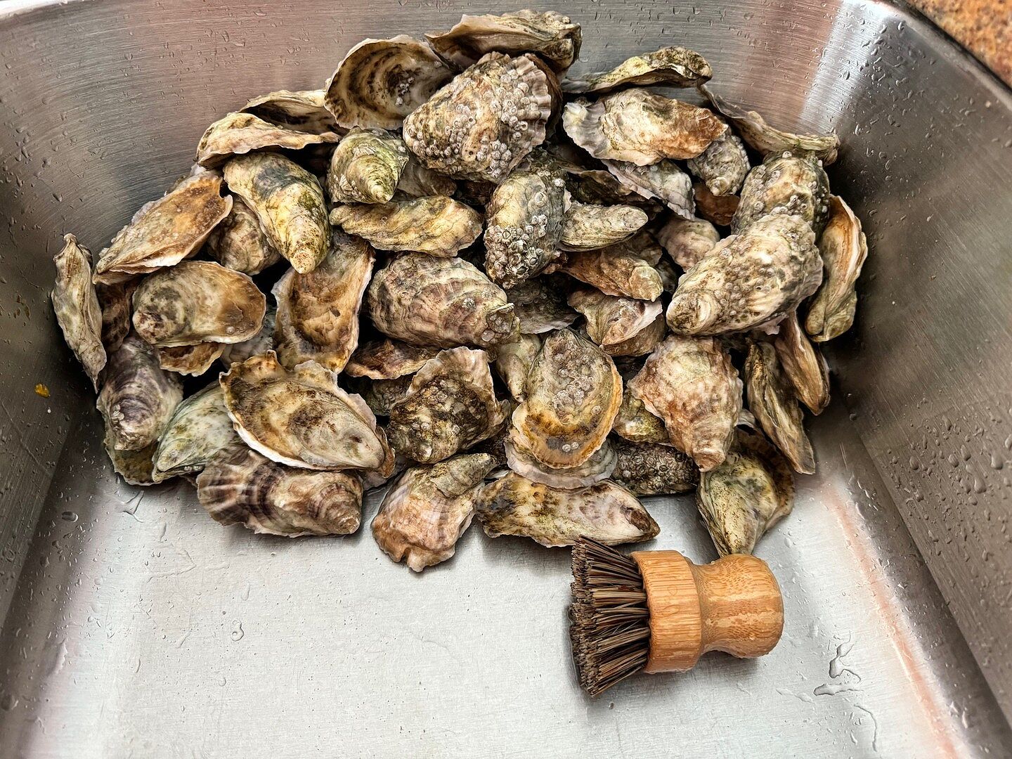 Joly Oysters Petites | Cape Cod Joly Oysters from Dennis, MA