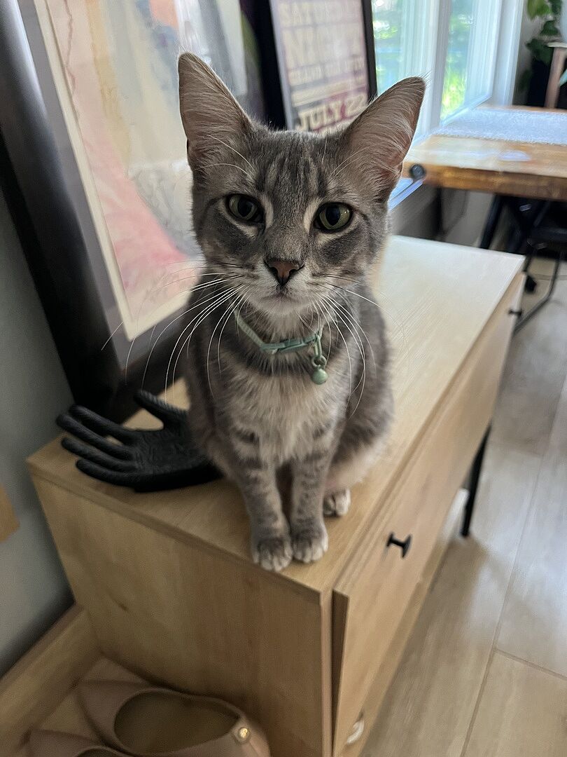 Catalyst Pet customer photo shared by Abby Z.