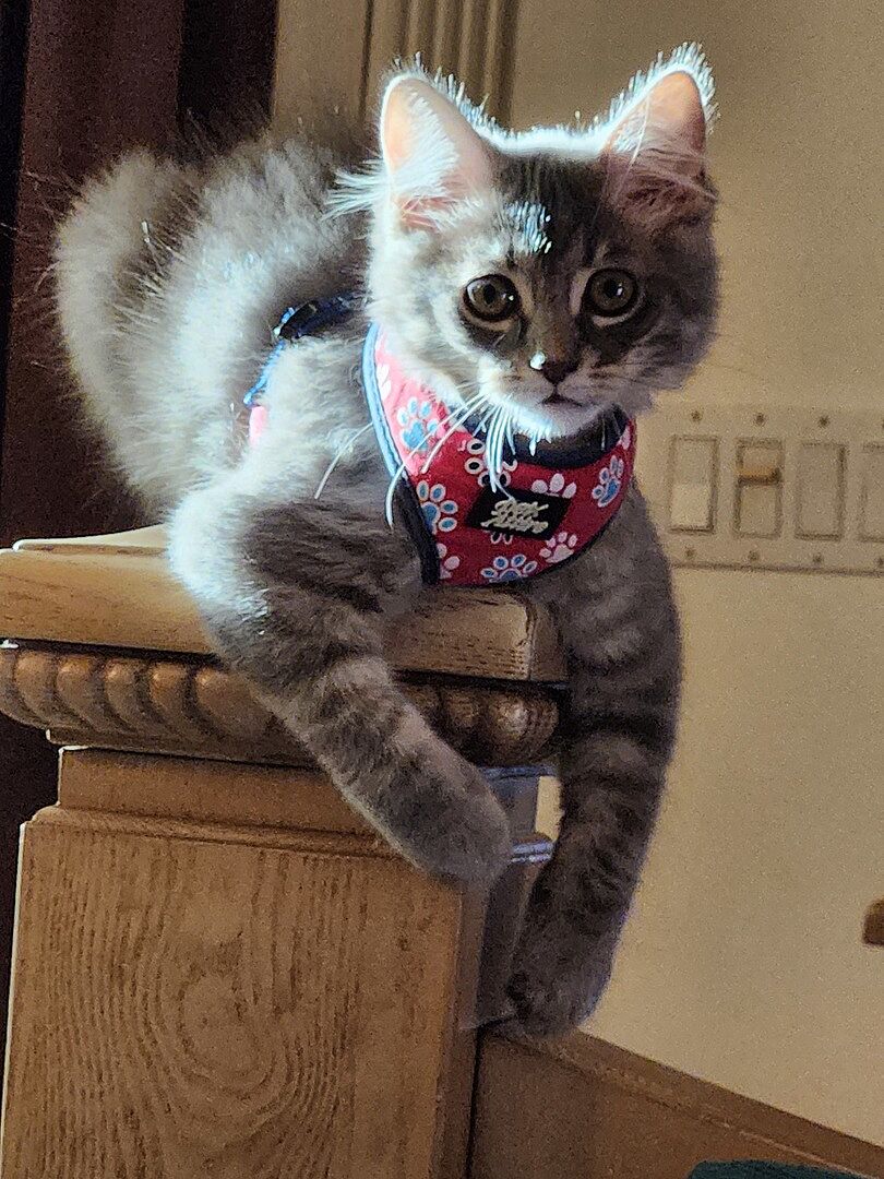 Catalyst Pet customer photo shared by Kathy R.