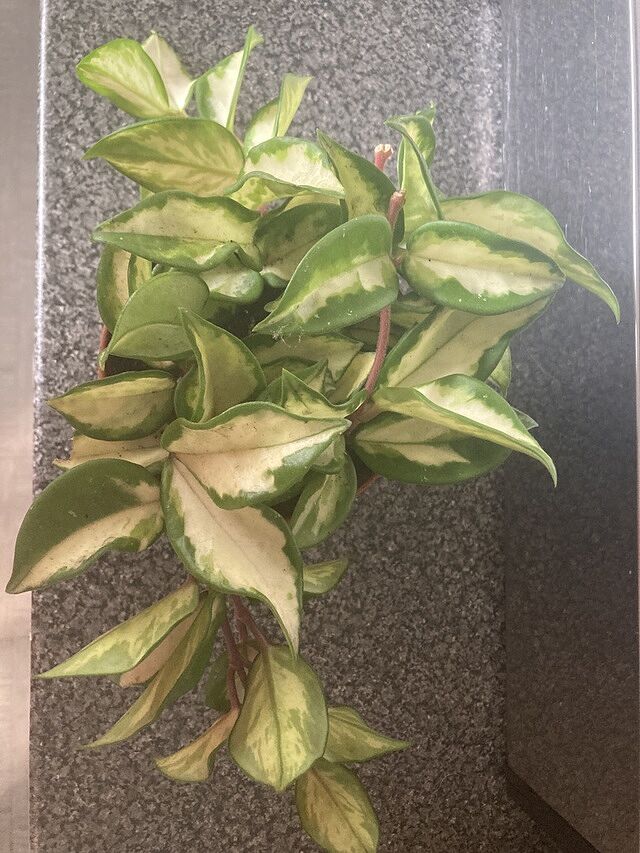 Hoya Carnosa Tricolor Thick waxy variegated leaves on