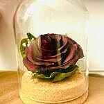 Image of Review by Laurie E. on 27 Mar 2021 number 1