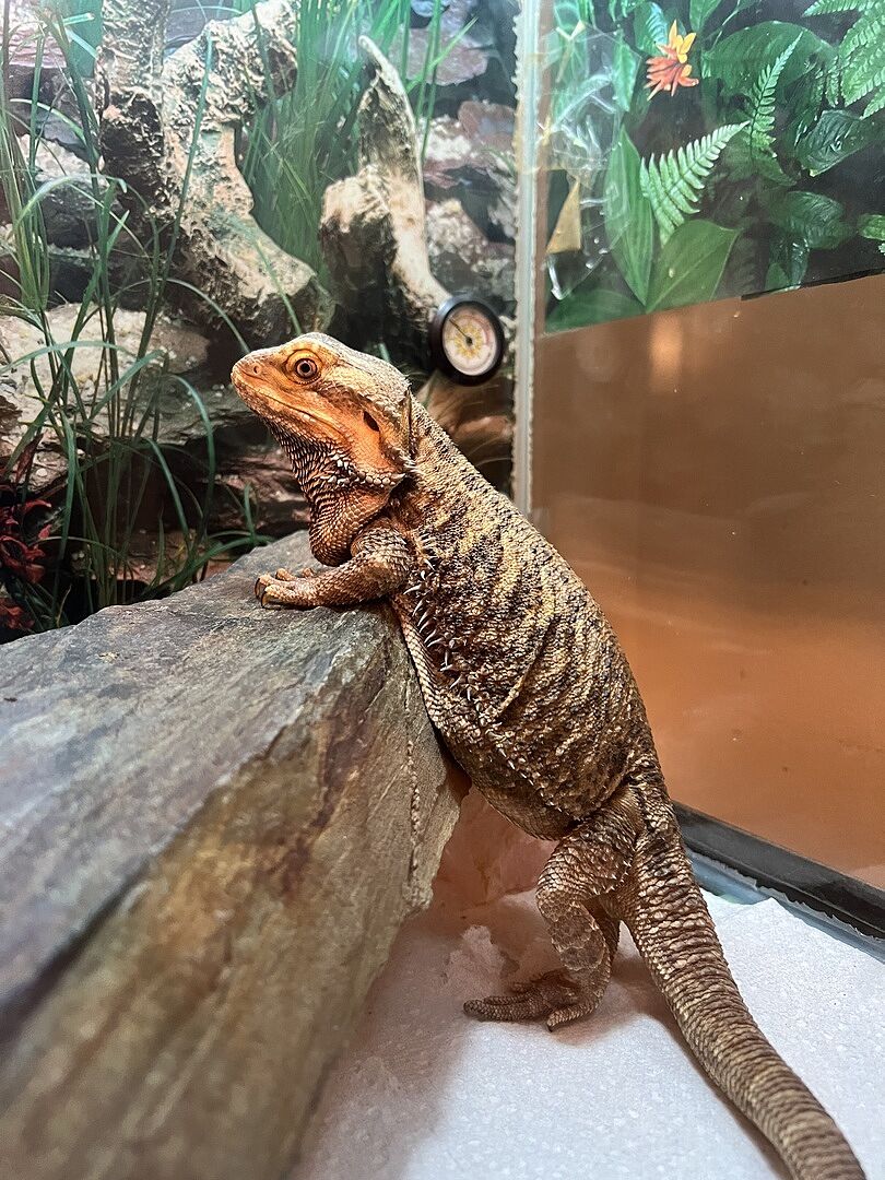 best feeder insects for bearded dragons