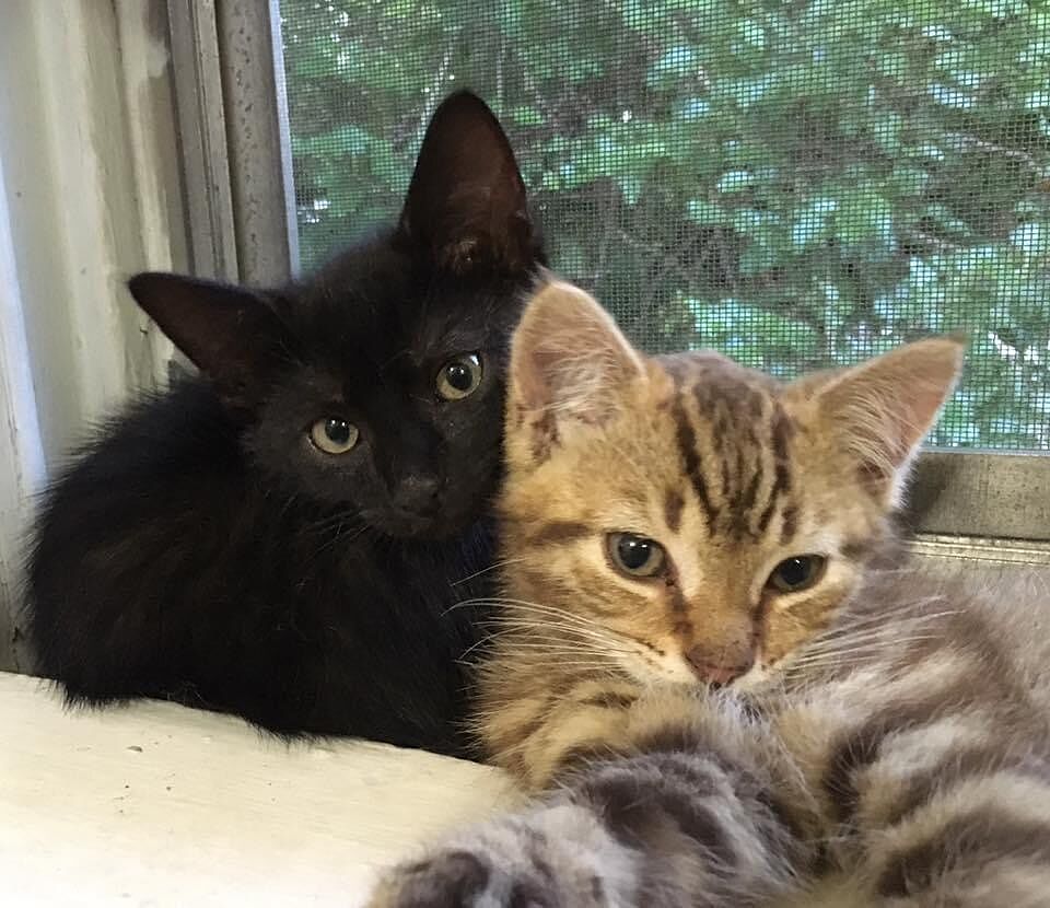 Catalyst Pet customer photo shared by Susan H.