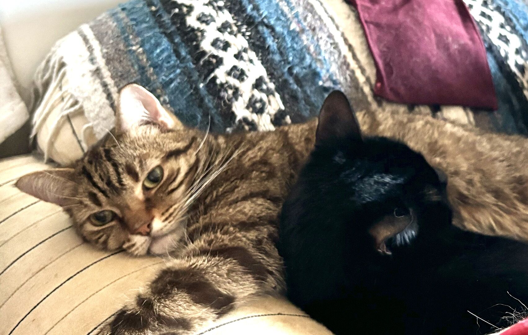 Catalyst Pet customer photo shared by Susan H.