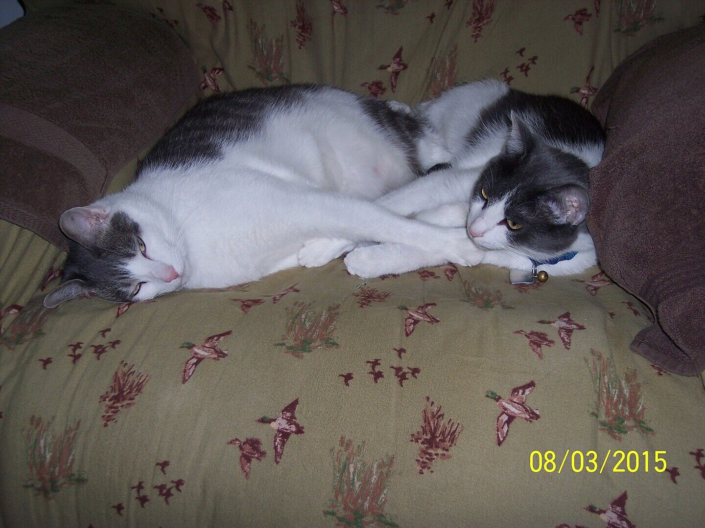 Catalyst Pet customer photo shared by lauretta h.