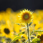 Image of Review by Jeff K. on 20 Sep 2024 number 1