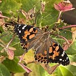 Image of Review by Jennifer M. on 20 Sep 2024 number 1
