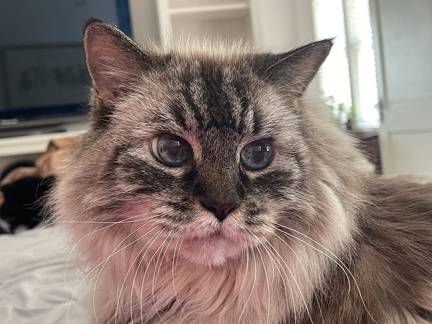 Catalyst Pet customer photo shared by Susan M.