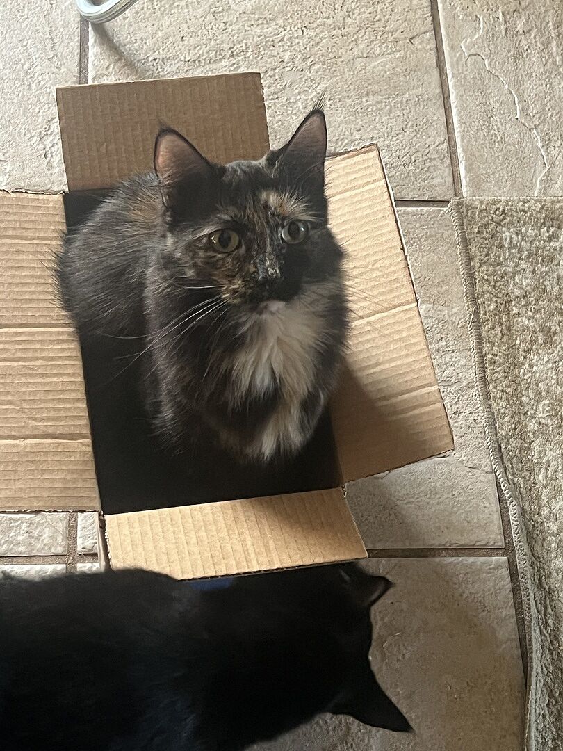 Catalyst Pet customer photo shared by Lisa R.