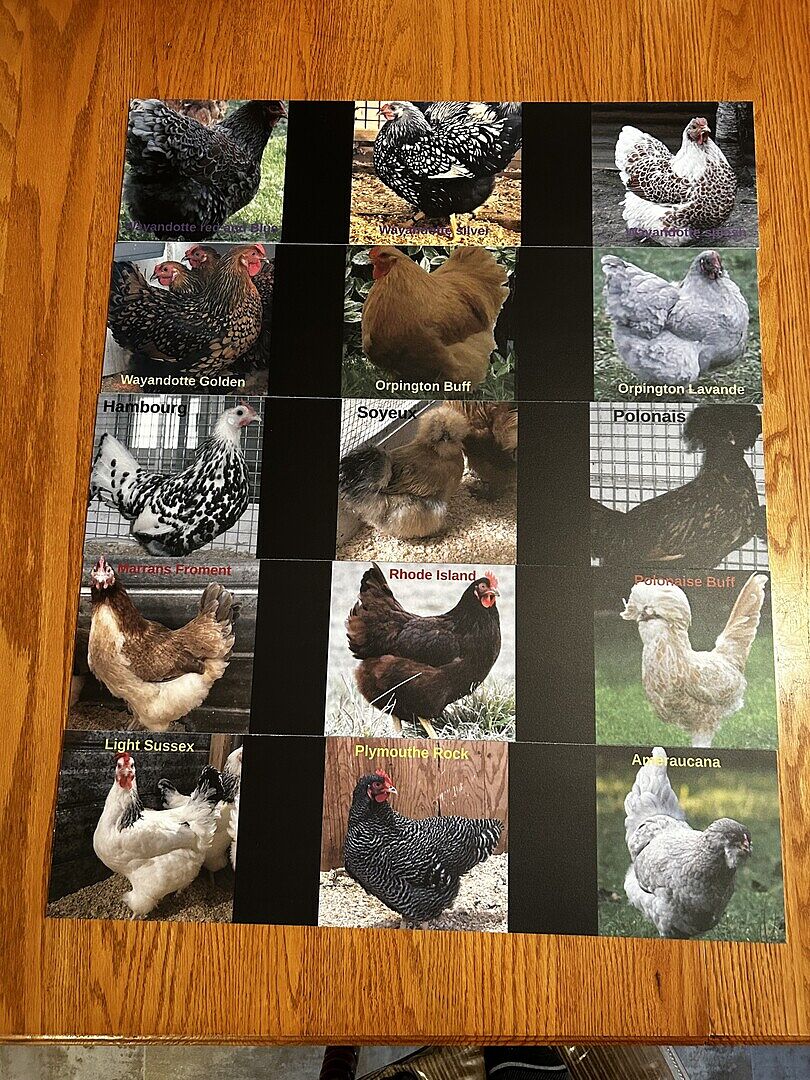 Je recommande fortement