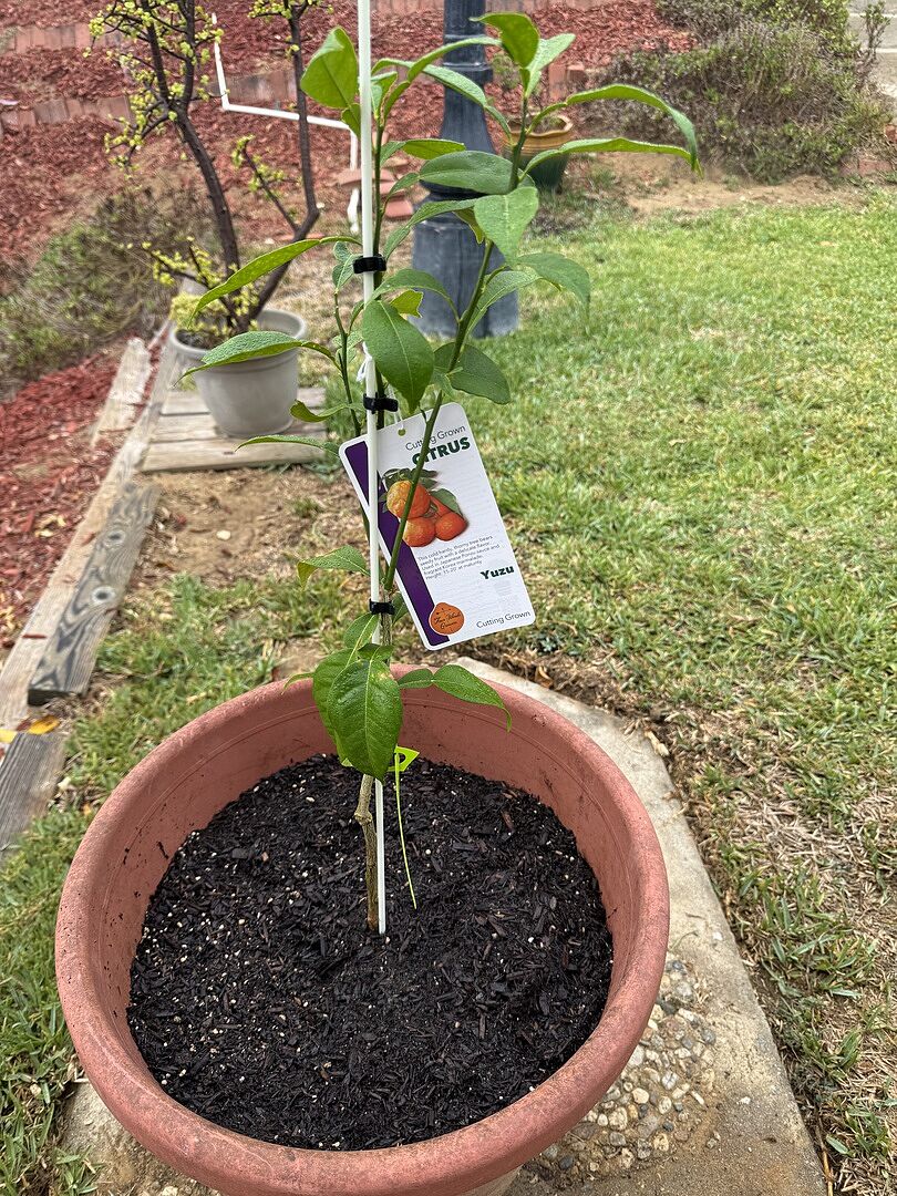 Yuzu Bush