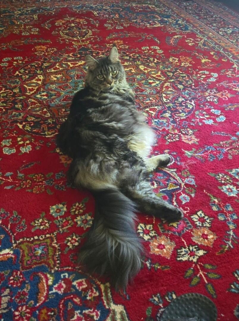 Catalyst Pet customer photo shared by Karen M.