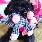 Blueberry Facial ShowSeason Shampoos christies pet grooming