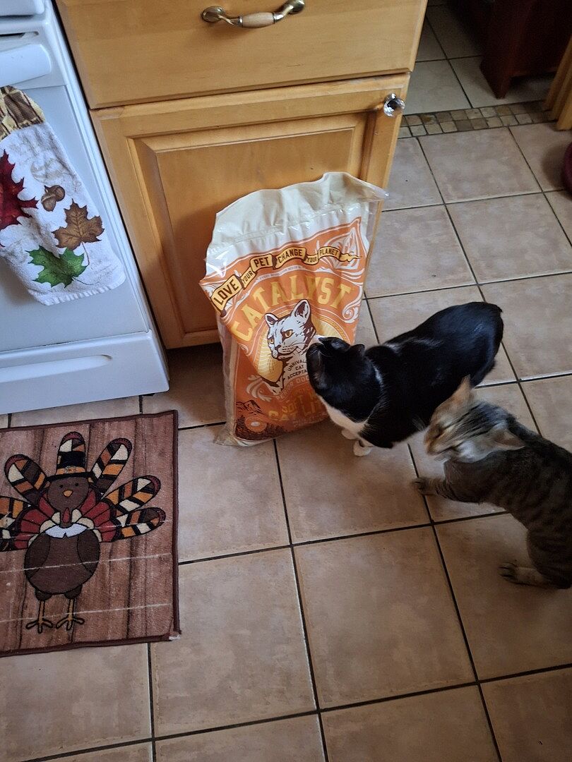 Catalyst Pet customer photo shared by Kristen R.
