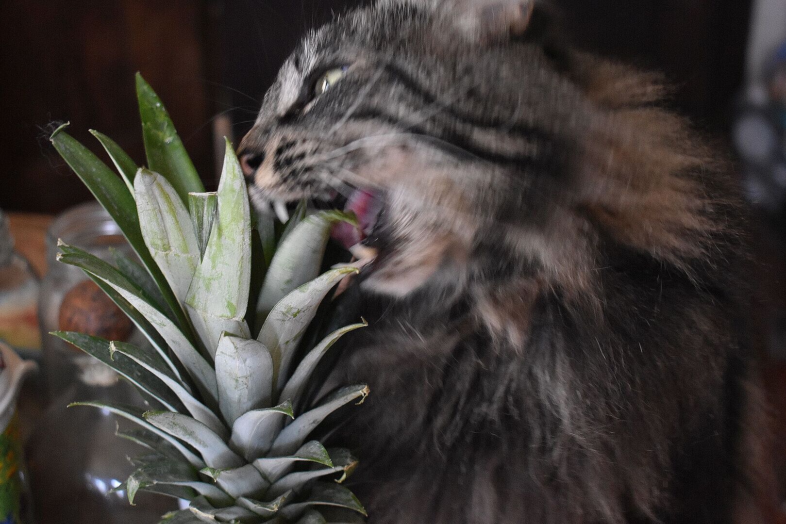 Catalyst Pet customer photo shared by Elaine W.