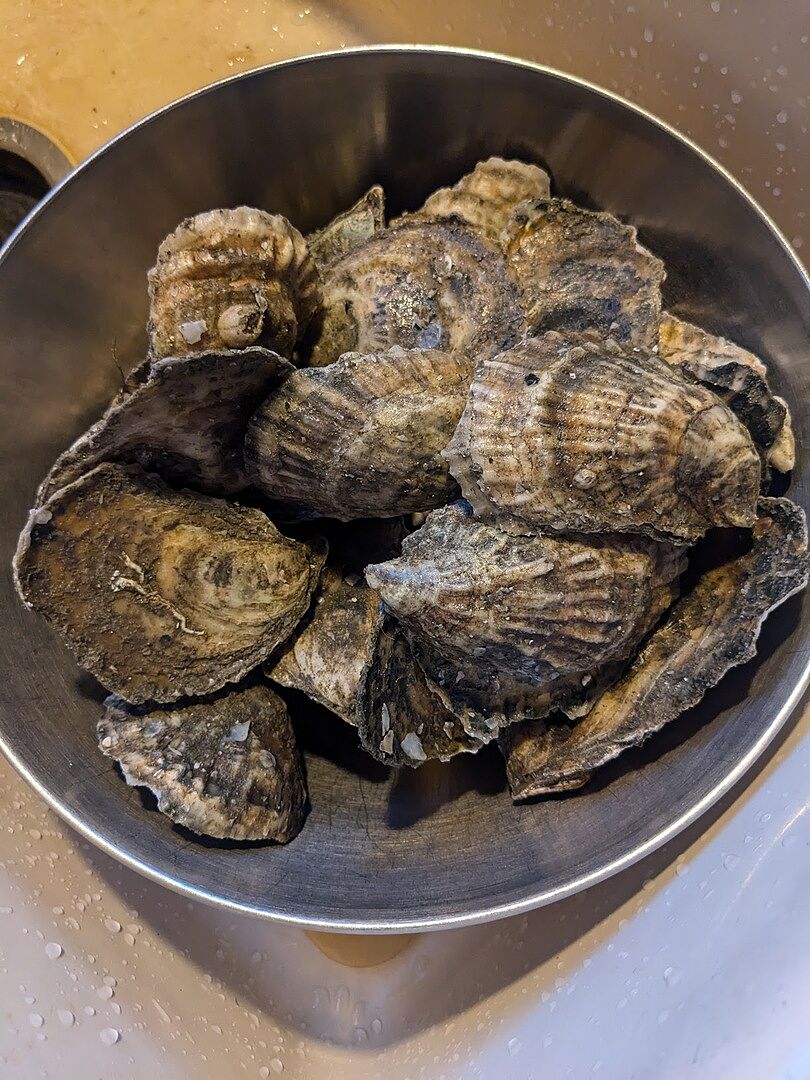 Beach Point Oysters from Barnstable, MA - Island Creek Oysters