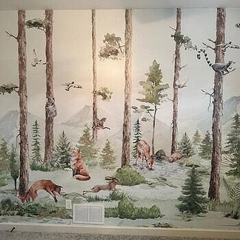 Kids Forest Animals in the Jungle Wallpaper Mural The Wallpaper really does look