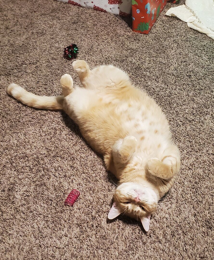 Catalyst Pet customer photo shared by Dawn R.