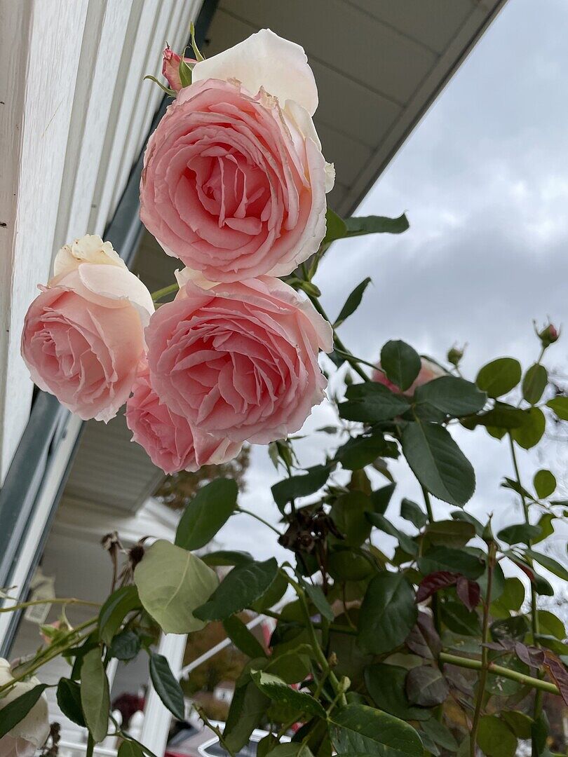 PEARLY GATES - PINKです Pearly Gates Climbing Rose - Climbing Roses for Sale