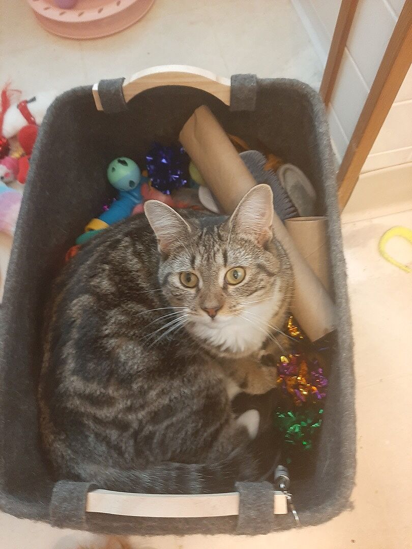 Catalyst Pet customer photo shared by Tammy H.
