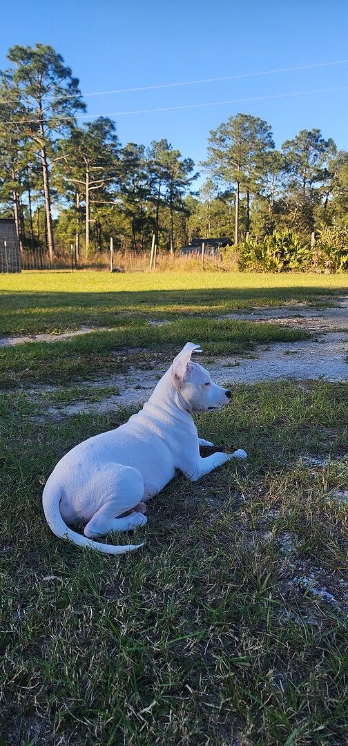 Morris E.'s white American Bulldog puppy lying on the grass in an open field
