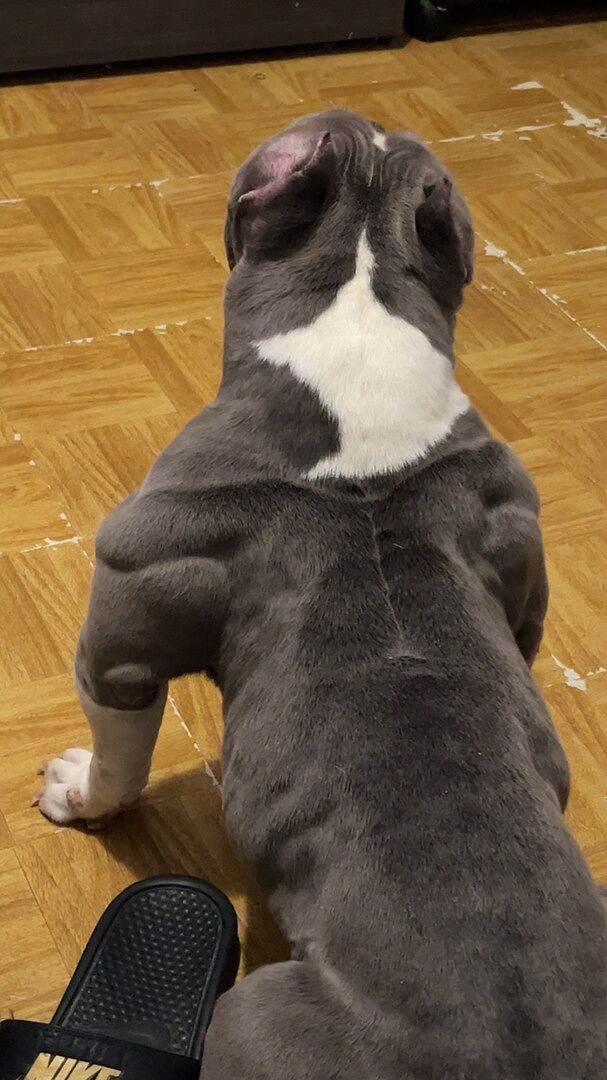Roger R.'s blue bully from behind on a wood floor, back and shoulder muscle showing