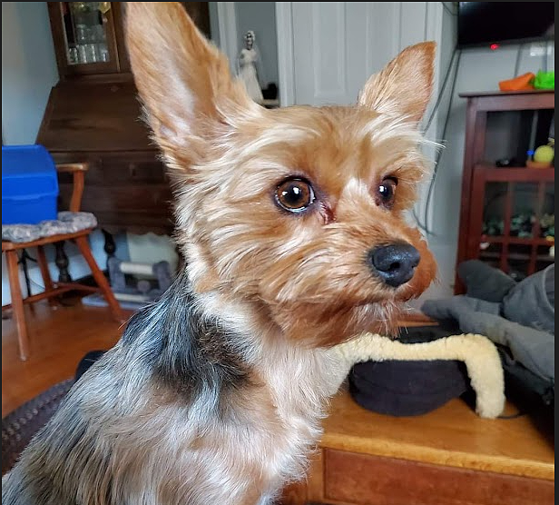 Beef Tummy Treats for Dogs with Sensitive Stomachs – Natural