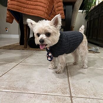 CozyChic® Ribbed Pet Sweater | Barefoot Dreams®