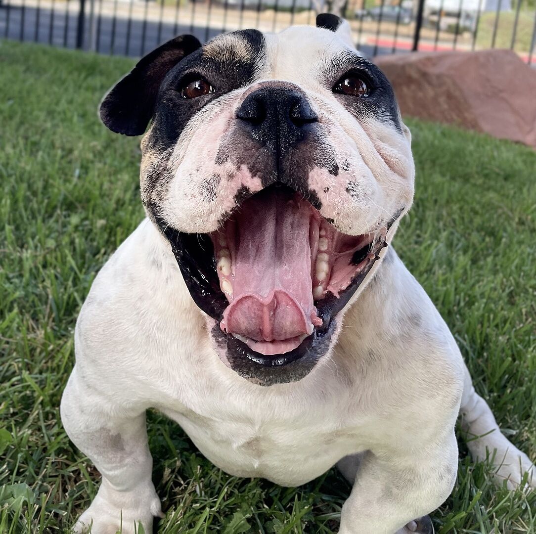 Frank K.'s white and fawn Old English Bulldog lying on the grass with its mouth open