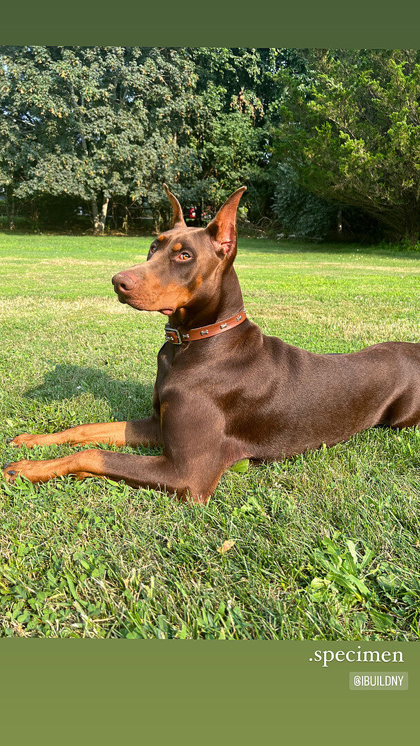 Amanda M.'s red Doberman lying in the grass with a full coat