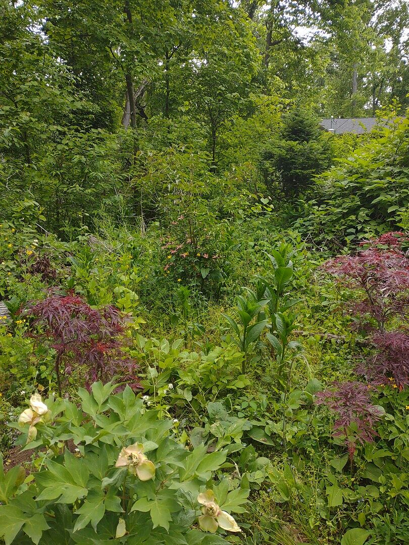 Scarlet Fire Dogwood Tree - Buy Scarlet Fire Trees – Spring Scarlet Fire Dogwood Tree - Buy Scarlet Fire Trees – Spring