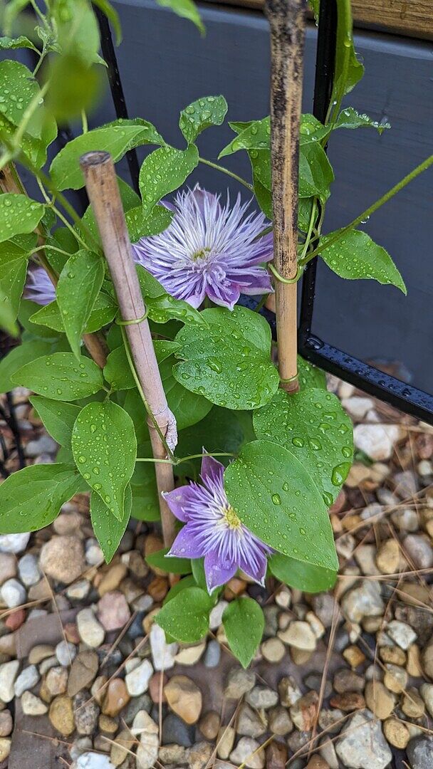 Crystal Fountain Clematis | Large – Flowered Type | Spring