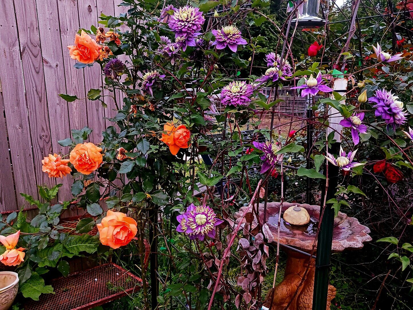 clematis出品 Clematis Liberty – Brushwood Nursery, Clematis Specialists