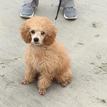 https://puppyspot.com/ Hugo is Perfect, Well Almost, he is a puppy still....