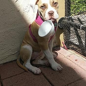 https://puppyspot.com/ Leap of Faith!