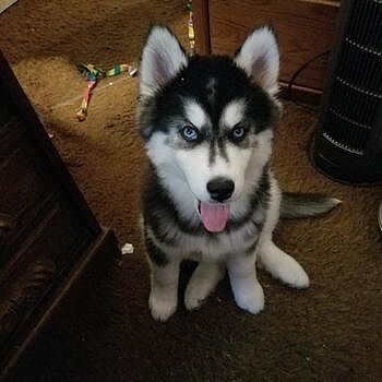 https://puppyspot.com/ Only way to find your "Forever Puppy Companion"!