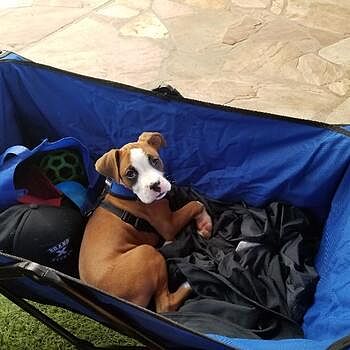 https://puppyspot.com/ Great customer service from start to finish. Wonde...
