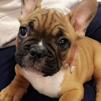 https://puppyspot.com/ I was hesitant at first, however PuppySpot has bee...