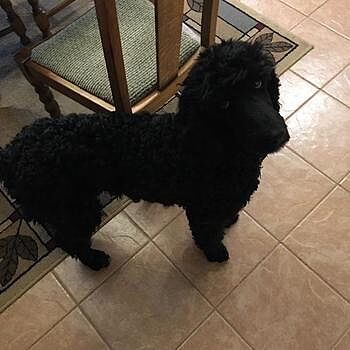 https://puppyspot.com/ The whole process was very smooth. I was kept very...