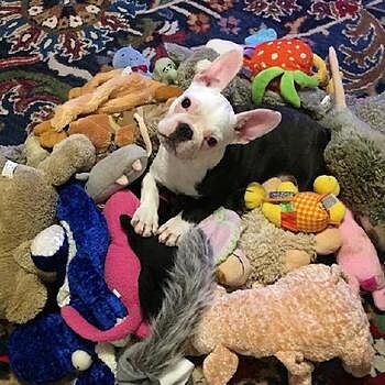 https://puppyspot.com/ I received Miss Lexie AKA (Carly) right on time,...