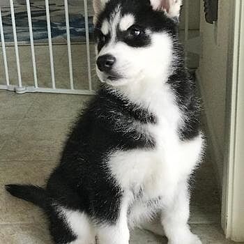 https://puppyspot.com/ We are so glad that we got our puppy from PuppySpo...