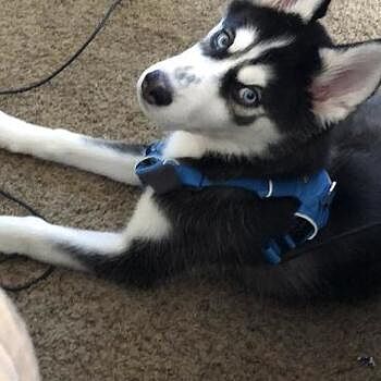 https://puppyspot.com/ It was a great experience the people were friendly...