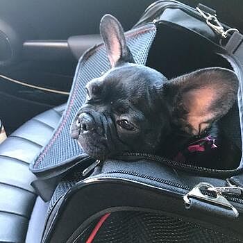 https://puppyspot.com/ I had been looking for a French Bulldog for a whil...