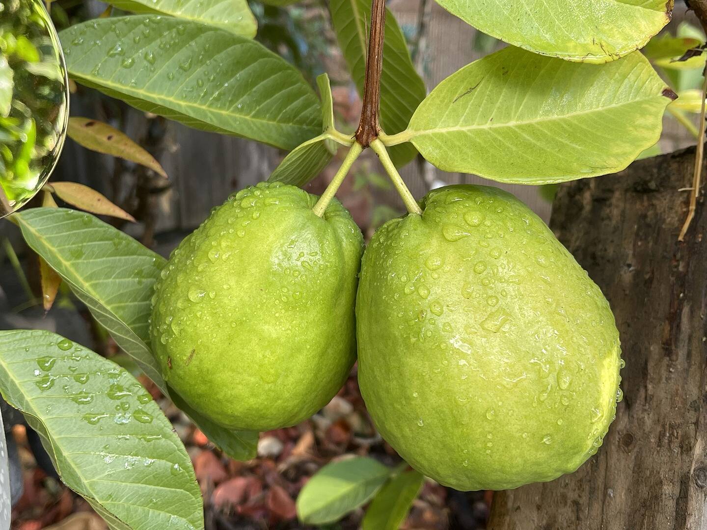 Love them, this year bought the second same Ruby Guava plant!