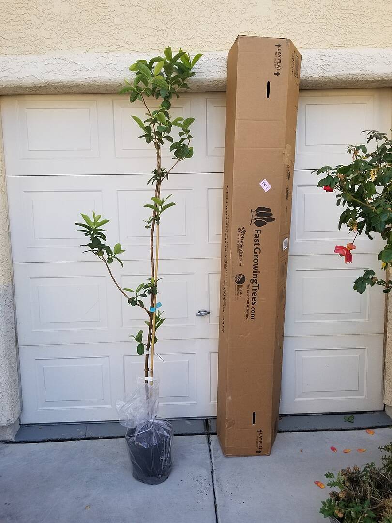 So happy with my 6-7 feet tall Ruby Supreme guava tree!