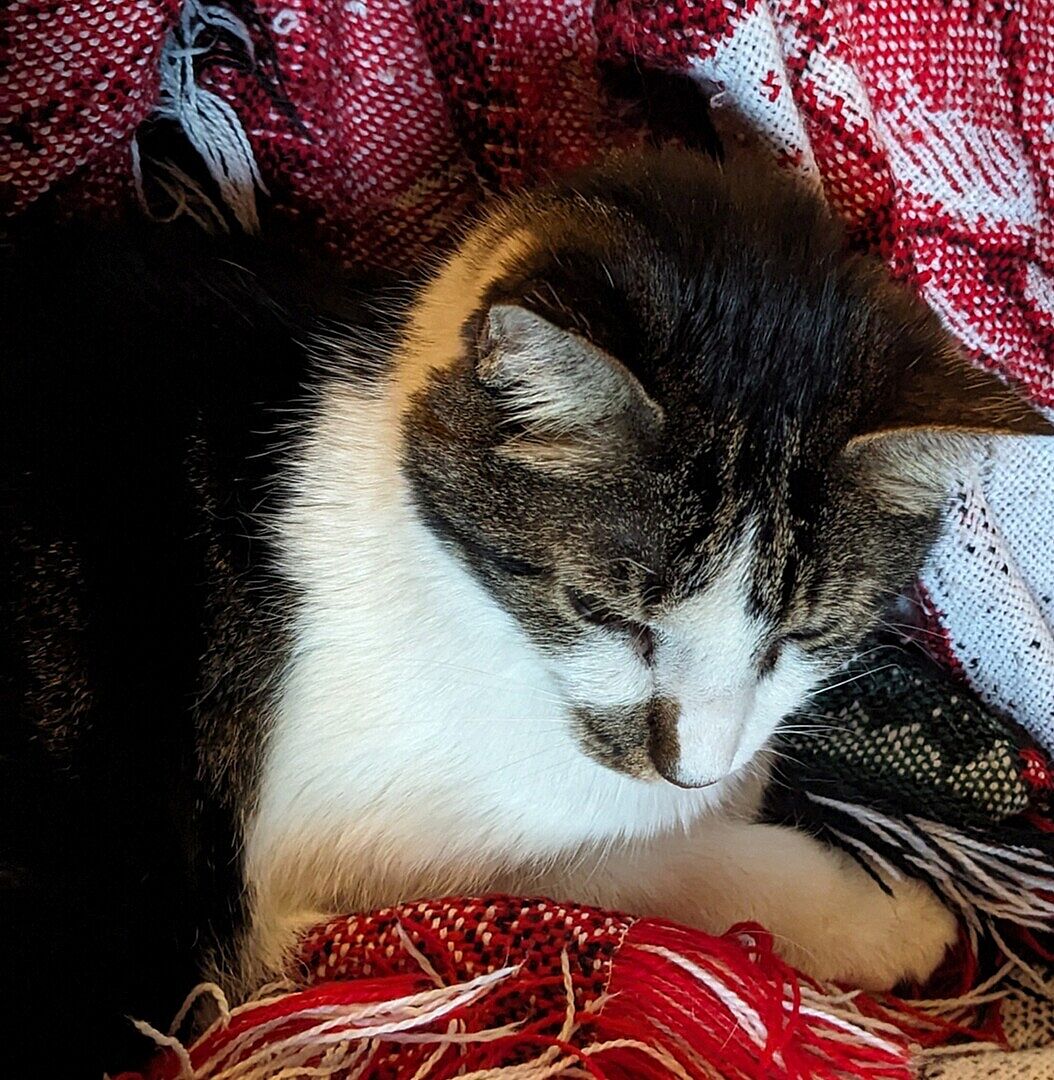 Catalyst Pet customer photo shared by Susan A.