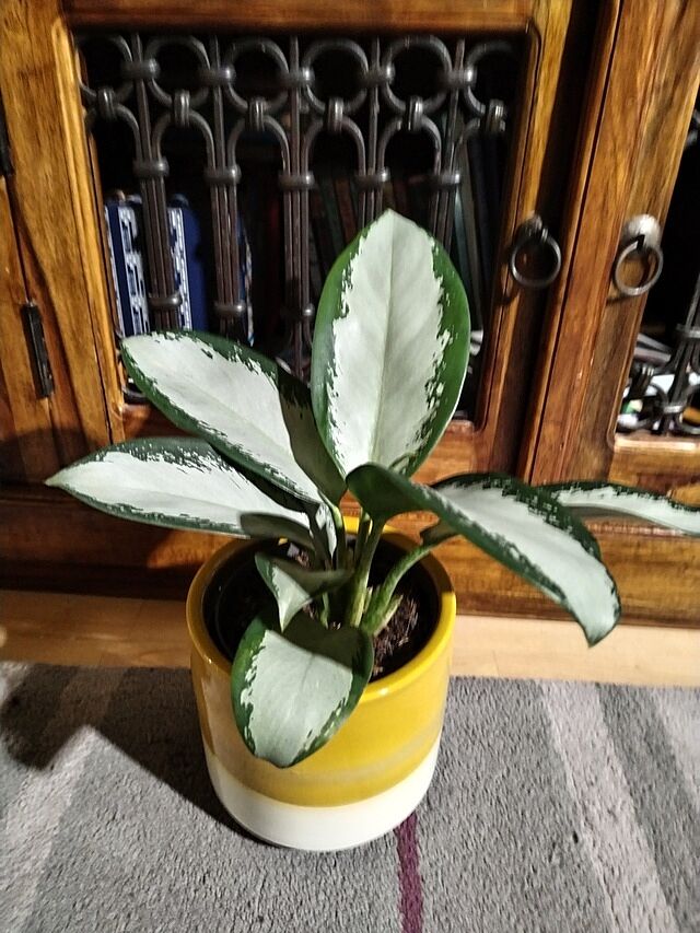 Aglaonema 'Silver Blue' Love this plant, the image