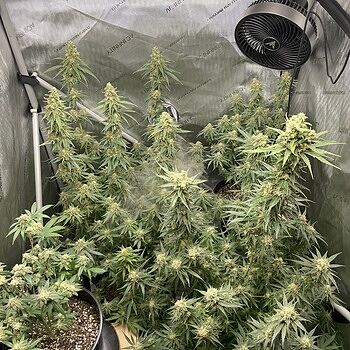 【ディグダ】OGKush 10 SweetSkunk 10 Buy Dabwoods OG Kush [1000mg] - Cookies Mission Valley